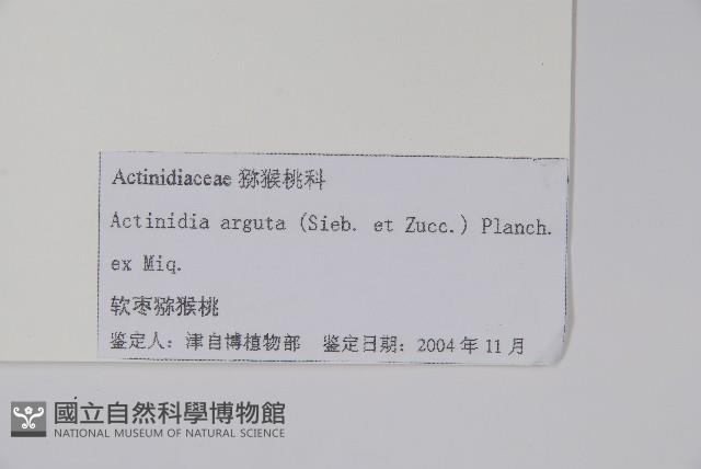 軟棗獼猴桃藏品圖，第2張