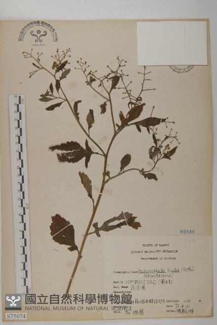 茯苓菜藏品圖，第2張