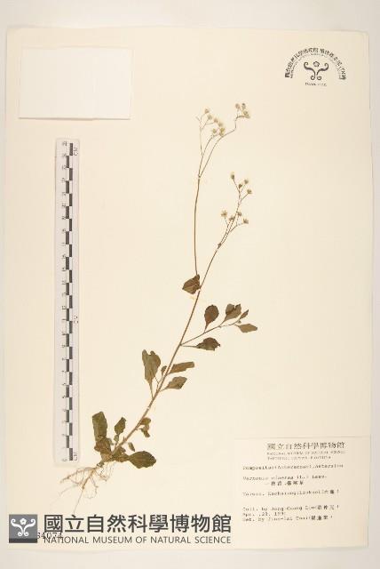 一枝香藏品圖，第1張