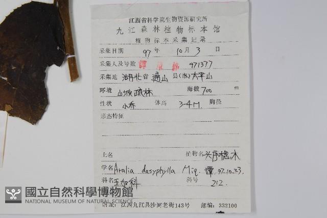 頭序蔥木藏品圖，第2張