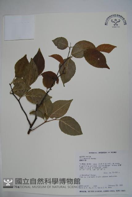 草野氏冬青藏品圖，第1張