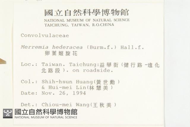 毛藥紅淡藏品圖，第2張