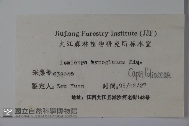 裡白忍冬、紅腺忍冬藏品圖，第2張