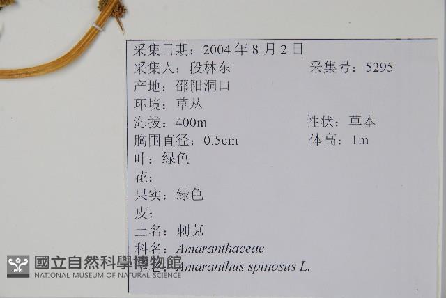 刺莧藏品圖，第2張