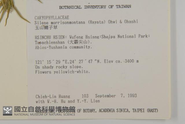 玉山蠅子草藏品圖，第2張