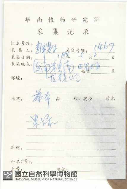 多花丁公藤藏品圖，第2張