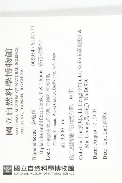 多花杉葉杜藏品圖，第2張