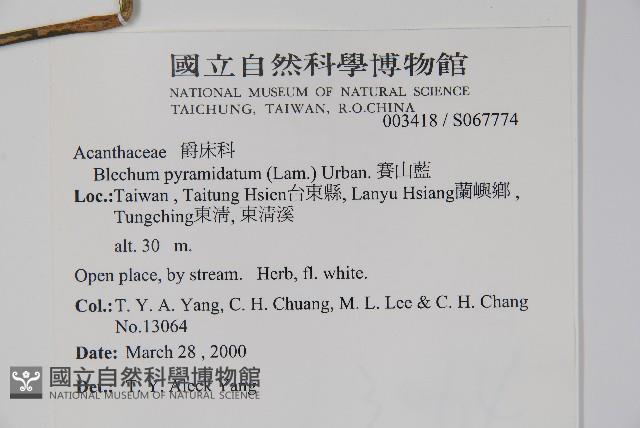 賽山藍藏品圖，第2張