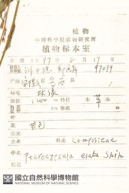 高大翅果菊藏品圖，第2張