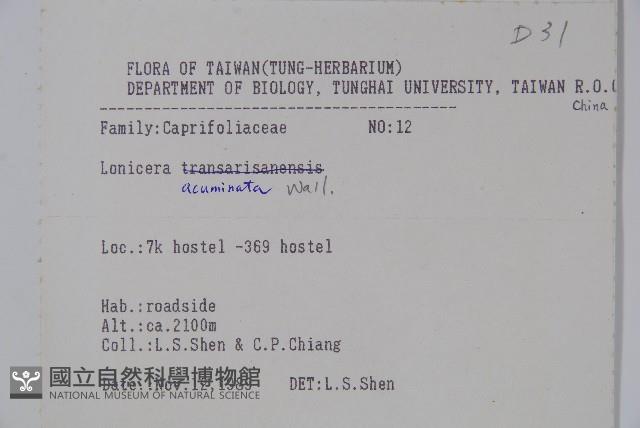 阿里山忍冬、漸尖葉忍冬藏品圖，第2張