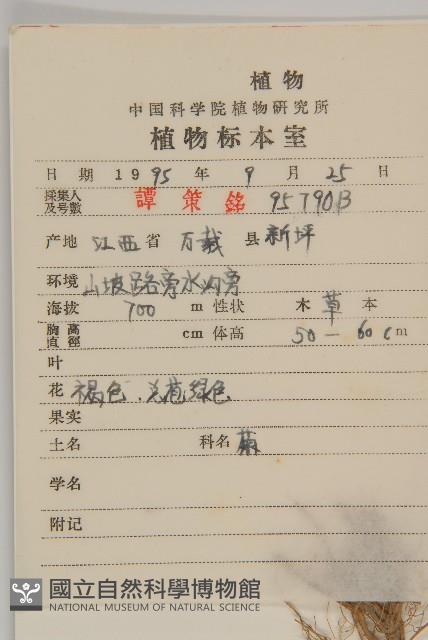 狼把草藏品圖，第2張