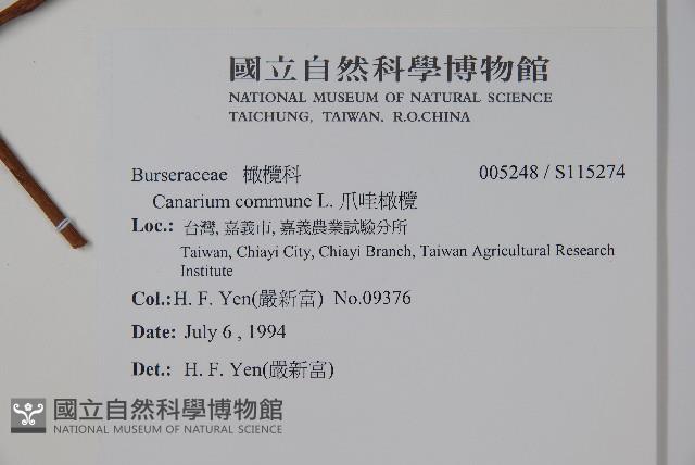 爪哇橄欖藏品圖，第2張