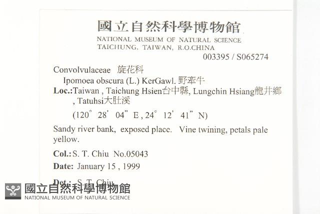 野牽牛藏品圖，第2張