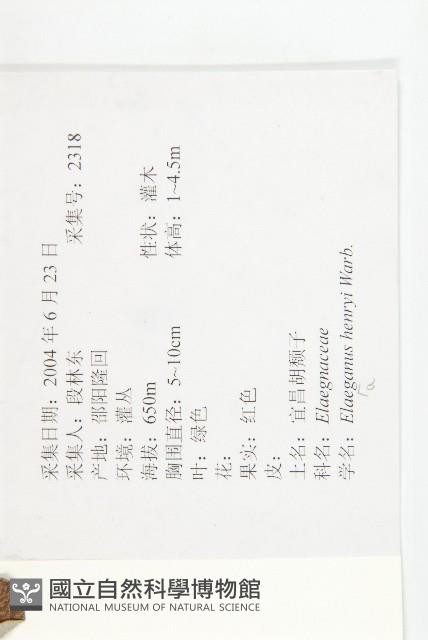 宜昌胡頹子藏品圖，第2張