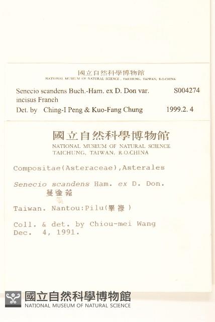 裂葉蔓黃菀藏品圖，第2張