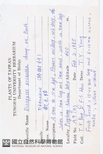 軟毛柿藏品圖，第2張