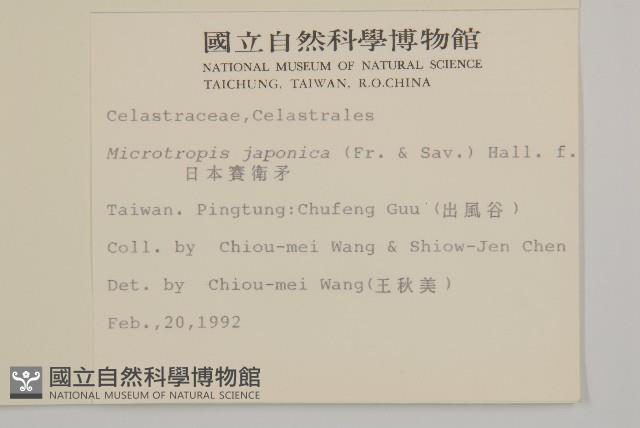 日本賽衛矛、日本假衛矛藏品圖，第2張