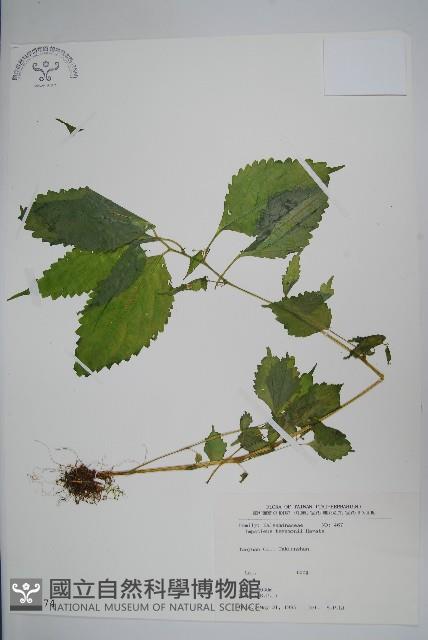 黃花鳳仙花藏品圖，第1張