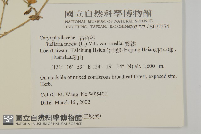 繁縷藏品圖，第2張