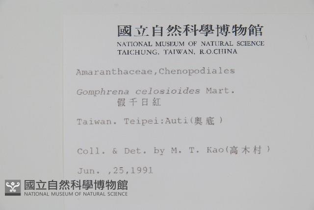 假千日紅藏品圖，第2張