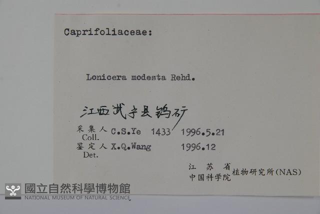 下江忍冬藏品圖，第2張