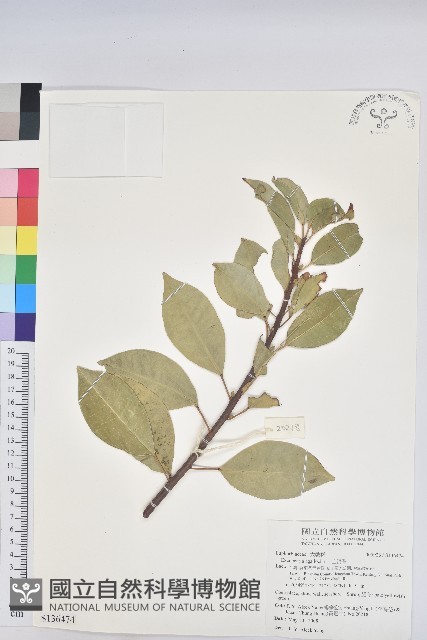 土沉香藏品圖，第1張