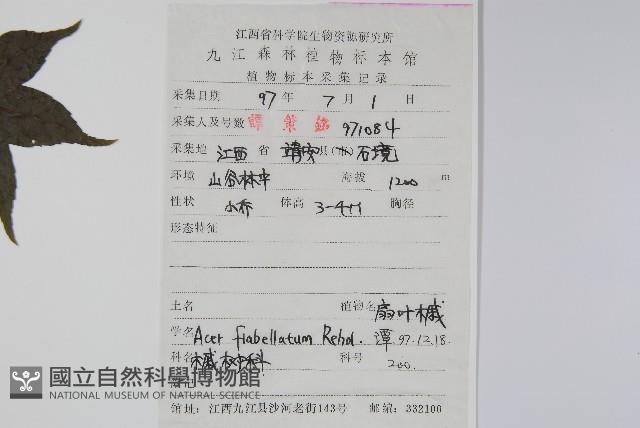 扇葉槭藏品圖，第2張