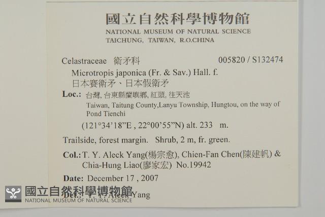 日本賽衛矛、日本假衛矛藏品圖，第2張