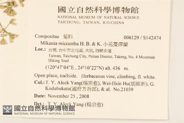 小花蔓澤蘭藏品圖，第2張