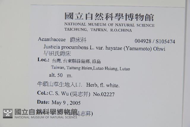 早田氏爵床藏品圖，第2張