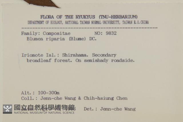 假東風菜藏品圖，第2張