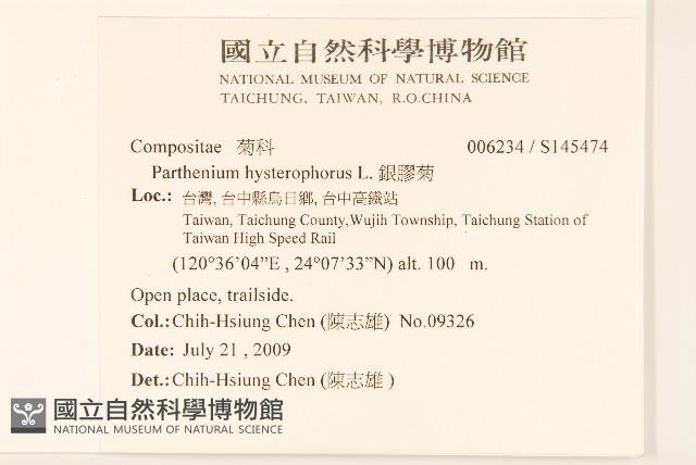 銀膠菊藏品圖，第2張