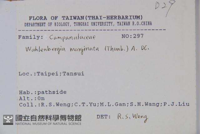 細葉蘭花參藏品圖，第2張