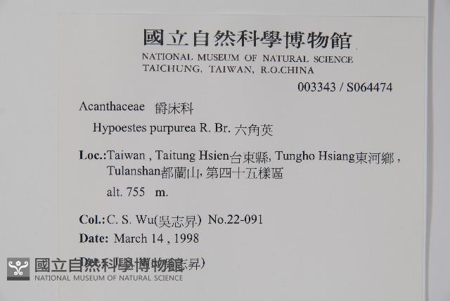 六角英, 槍刀菜藏品圖，第2張