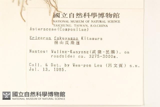 福山氏飛蓬藏品圖，第2張