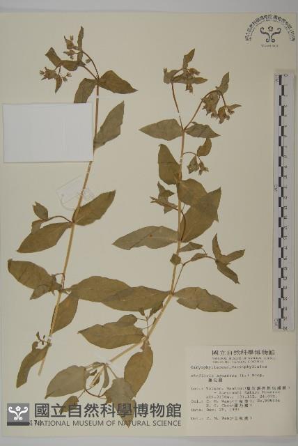 鵝兒腸藏品圖，第1張