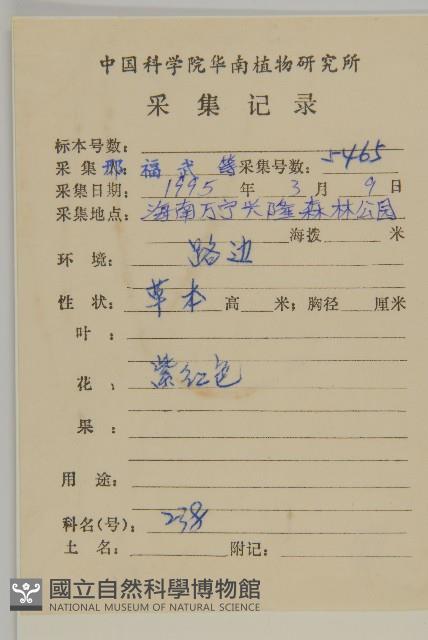 紫背草藏品圖，第2張