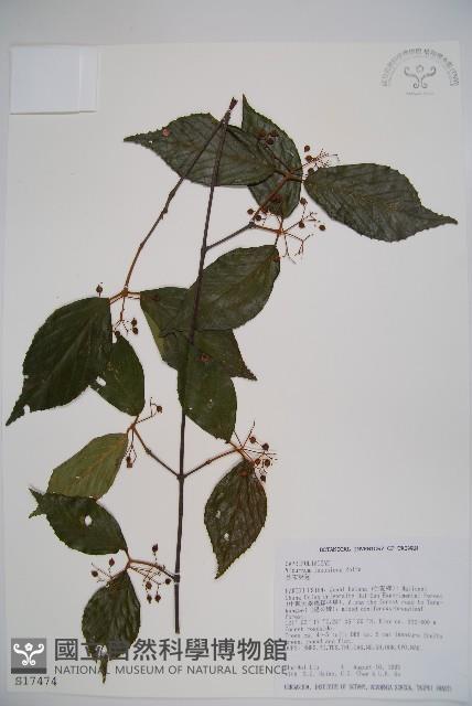 呂宋莢迷藏品圖，第1張