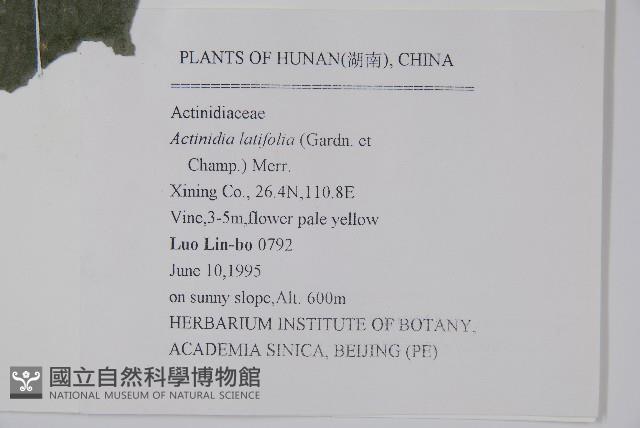 闊葉獼猴桃藏品圖，第2張