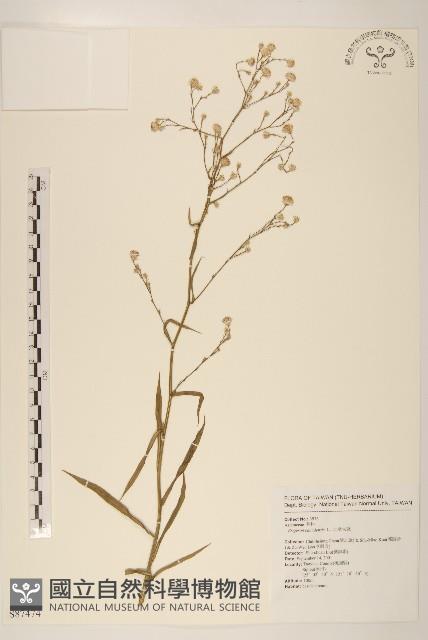 加拿大蓬藏品圖，第1張