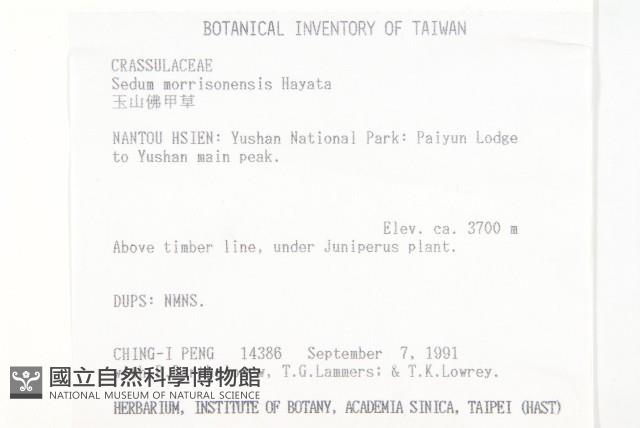 玉山佛甲草藏品圖，第2張