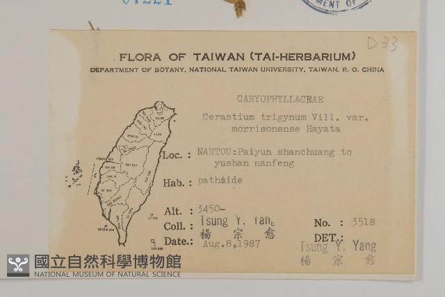 玉山卷耳藏品圖，第2張