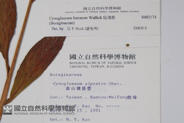 琉璃草藏品圖，第2張
