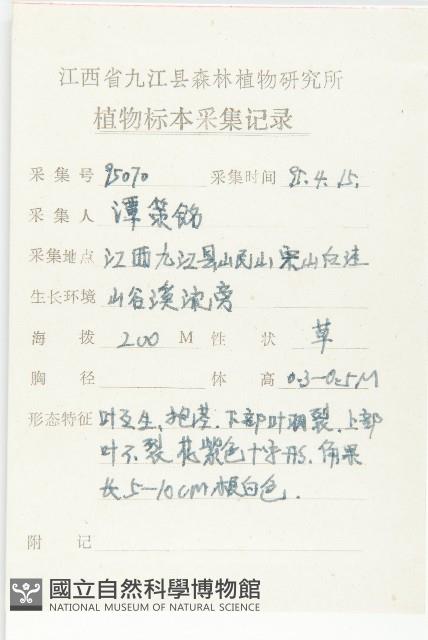 諸葛菜藏品圖，第2張