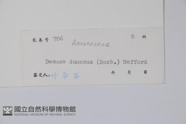 毛葉假鷹爪藏品圖，第2張