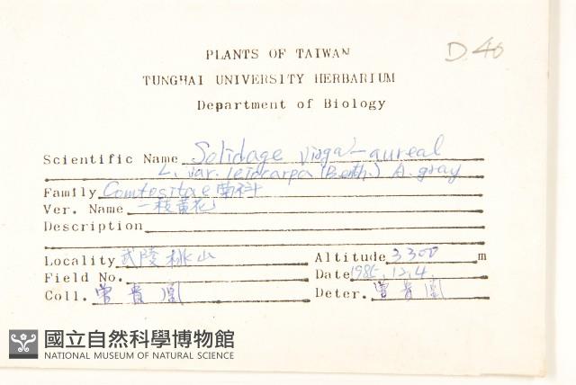 一枝黃花藏品圖，第2張