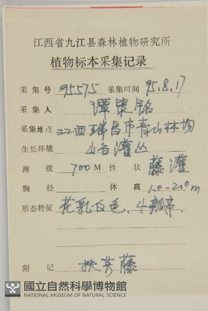 扶芳藤藏品圖，第2張