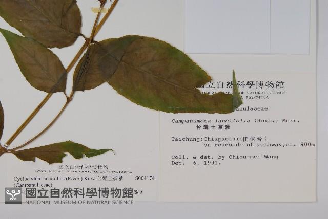 台灣土黨參藏品圖，第2張