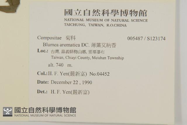 薄葉艾納香藏品圖，第2張