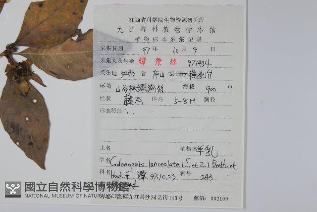 羊乳、四葉參藏品圖，第2張